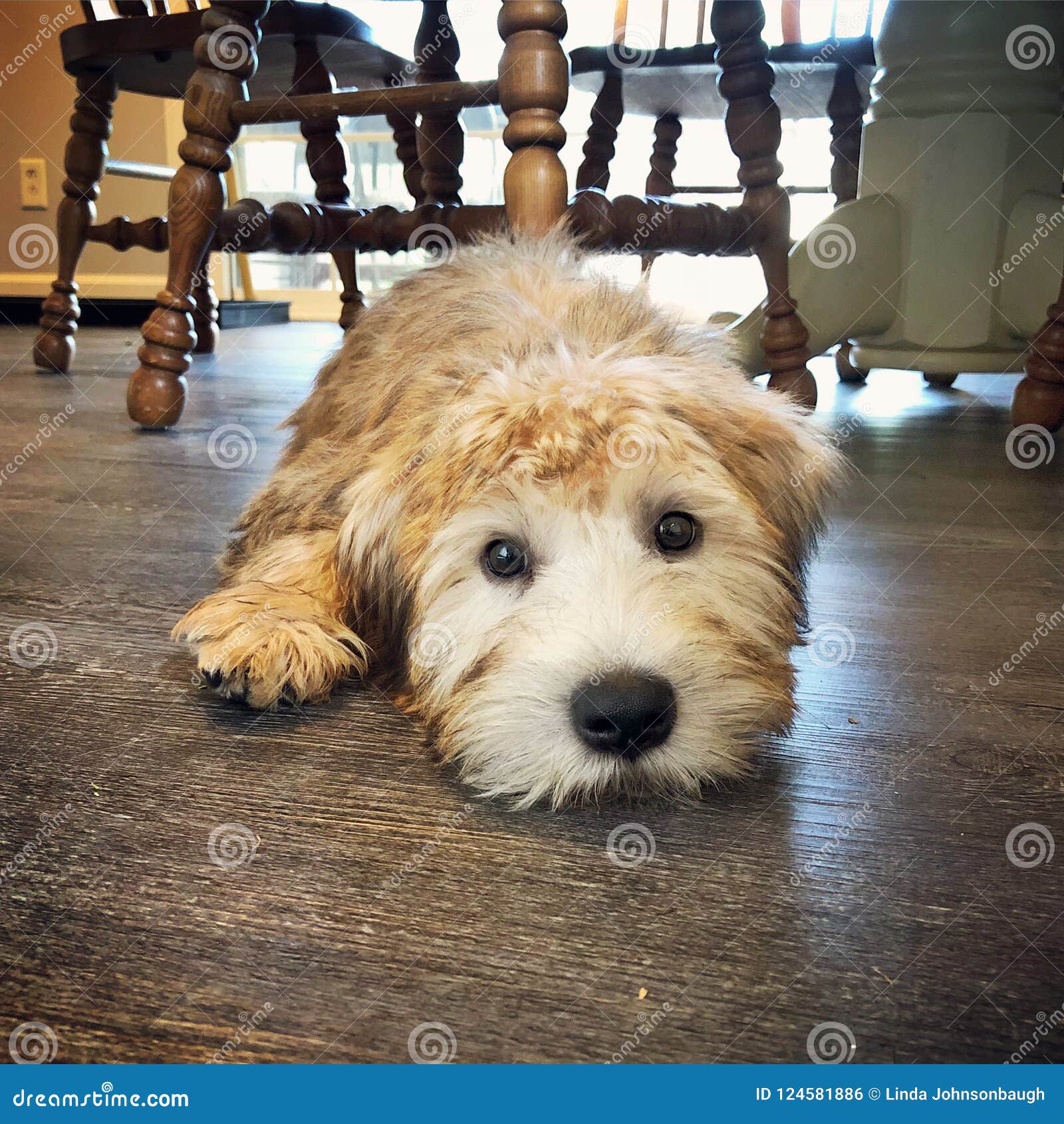 Cute Face Of A Wheaten Terrier Puppy Stock Photo Image Of Animal Gold 124581886