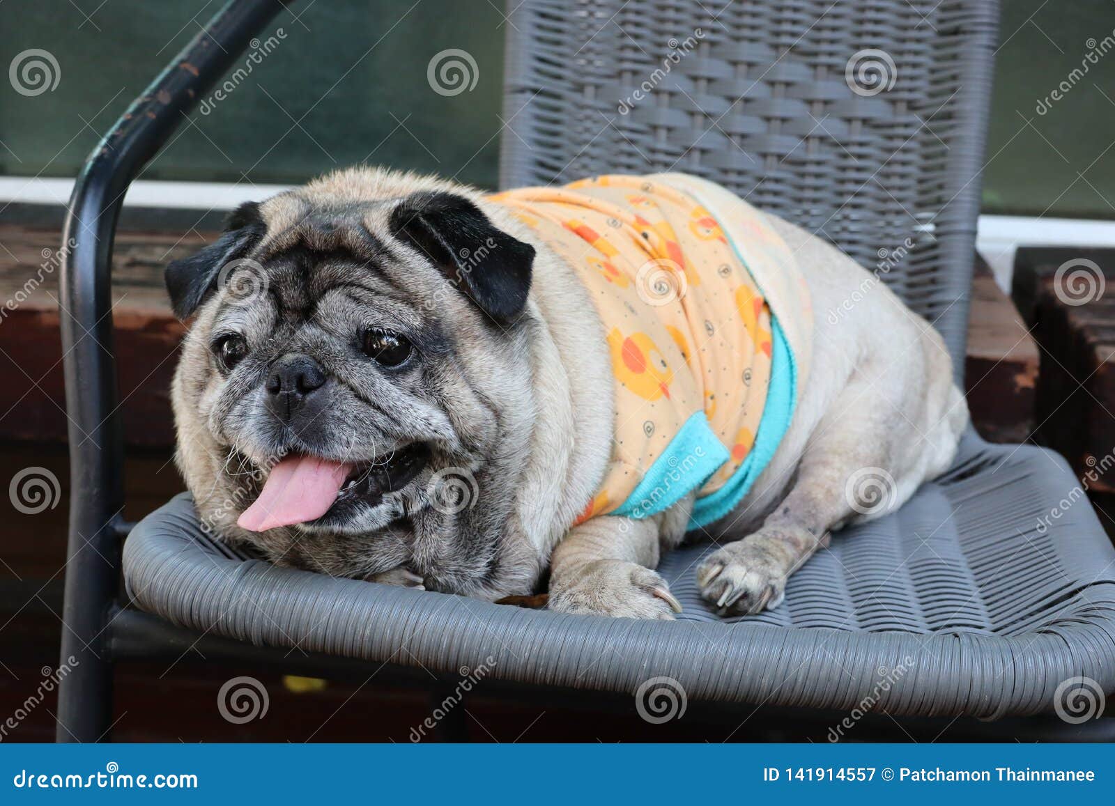 Cute Fat Pug Dog Sitting On A Chair Happy Smile Stock Image