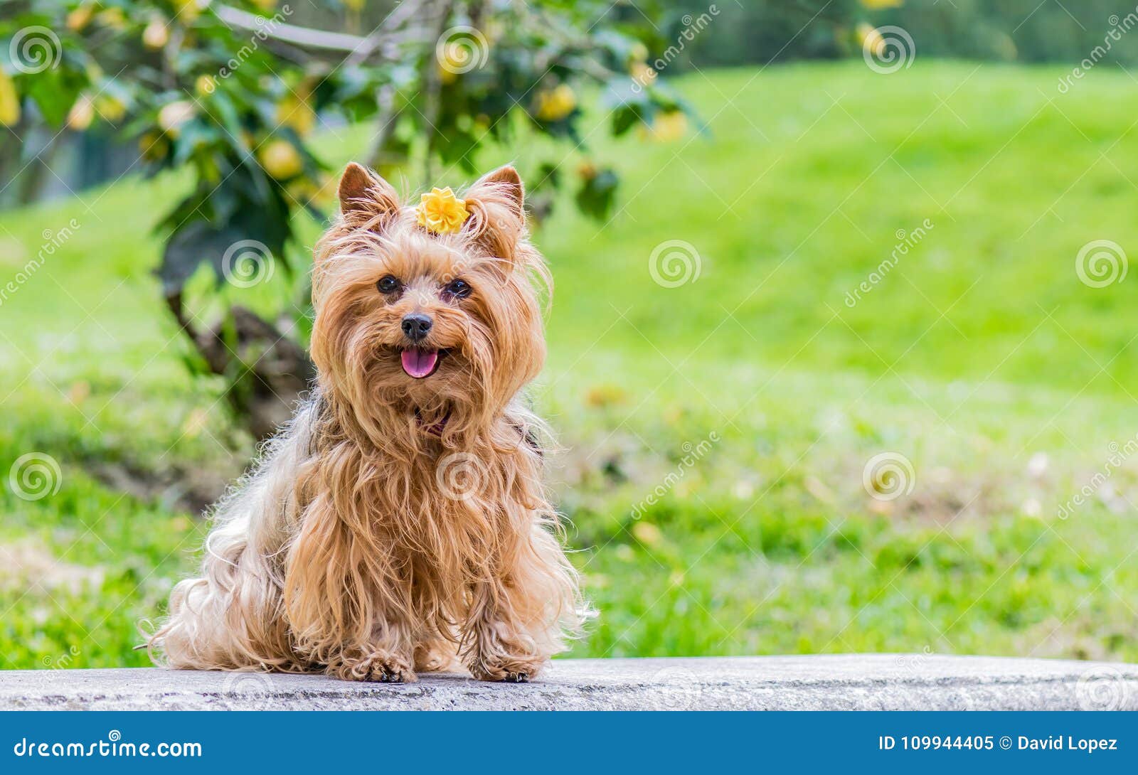 Enchanting Female Dog Decorated with a Yellow Flower on His Head Stock ...