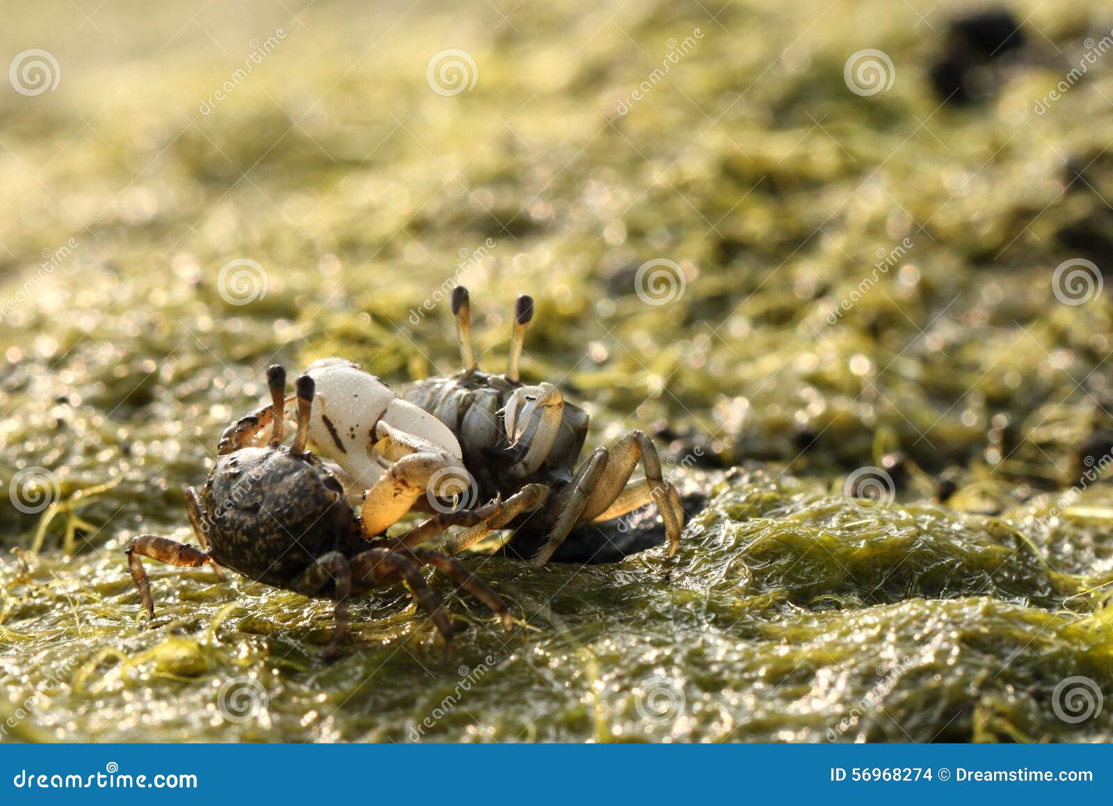 Cute Fiddler Crab Ocean Intertidal Stock Photo - Image of ocean