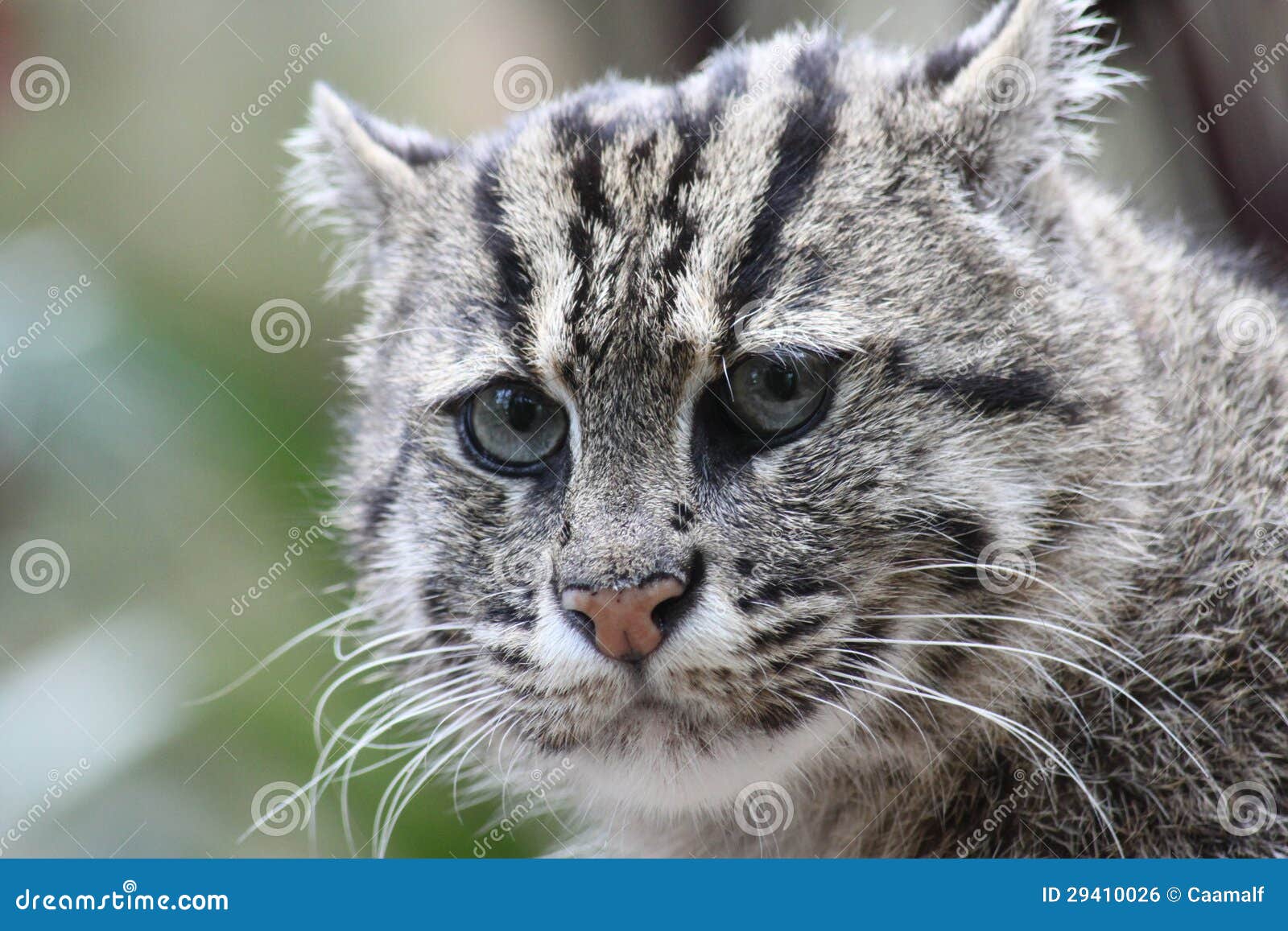 Cute fishing cat stock photo. Image of asia, rare, wildlife 29410026