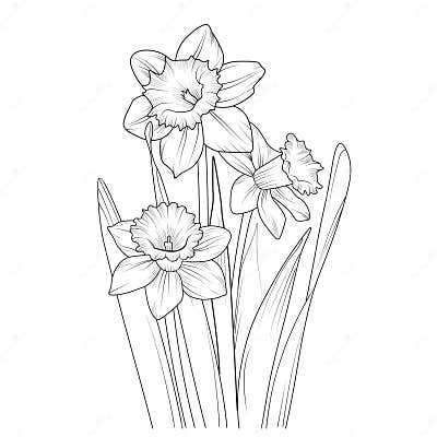 Cute Flower Coloring Pages, Daffodil Drawings, Daffodil Plans Drawing ...