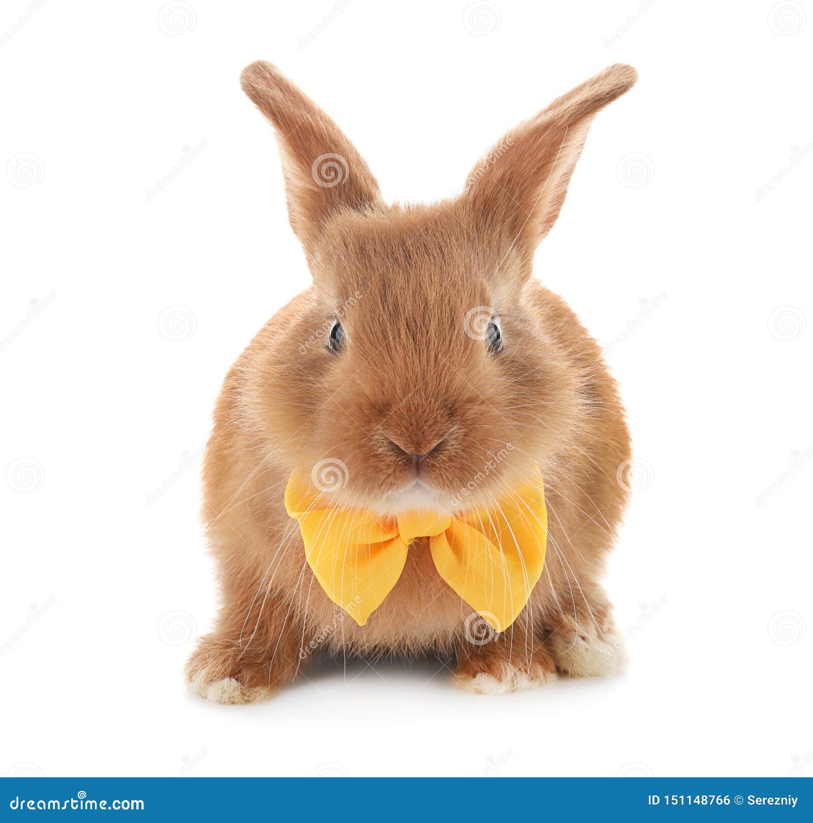 Cute Fluffy Bunny with Bow Tie on White Background Stock Photo - Image