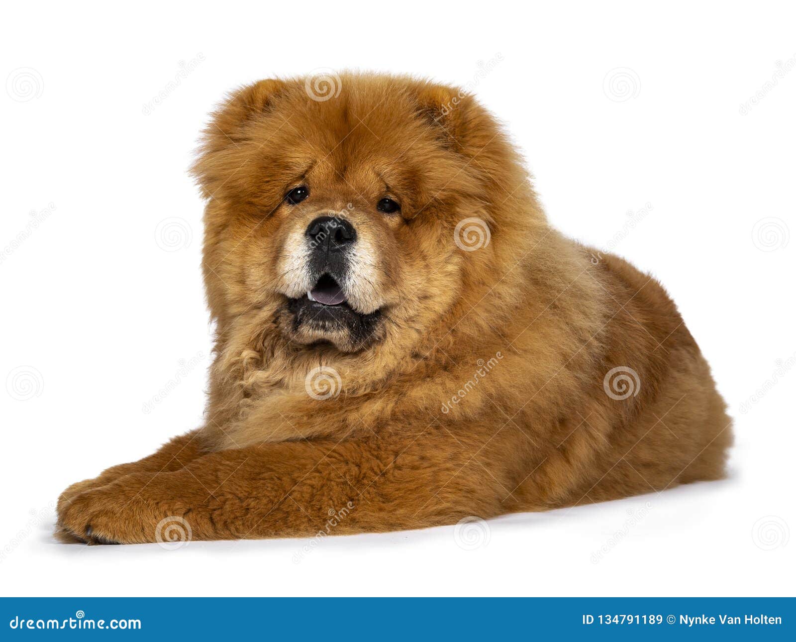 Cute Fluffy Chow Chow Pup Dog , Isolated On A White
