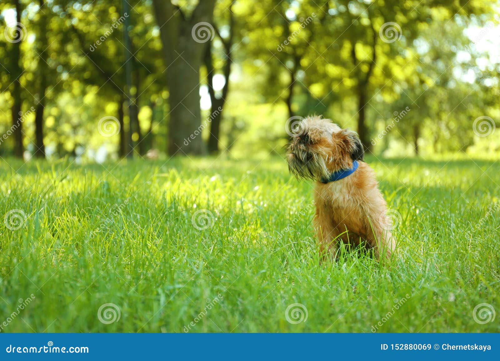 Cute Fluffy Dog on Green Grass in Park Stock Image Image of joyful