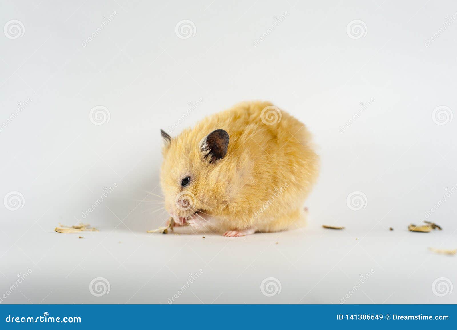 Cute Hamster Eating Sunflower on White Background Stock Image Image