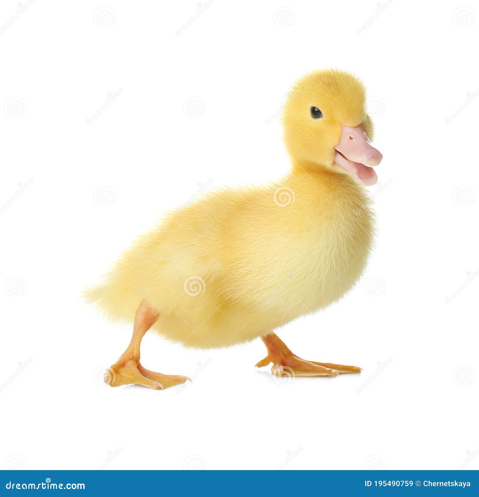 Cute Fluffy Gosling on White Background. Farm Animal Stock Image ...