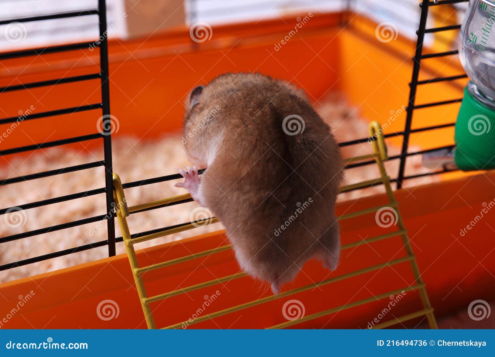 Cute Fluffy Hamster Climbing into Cage Door Stock Photo Image of