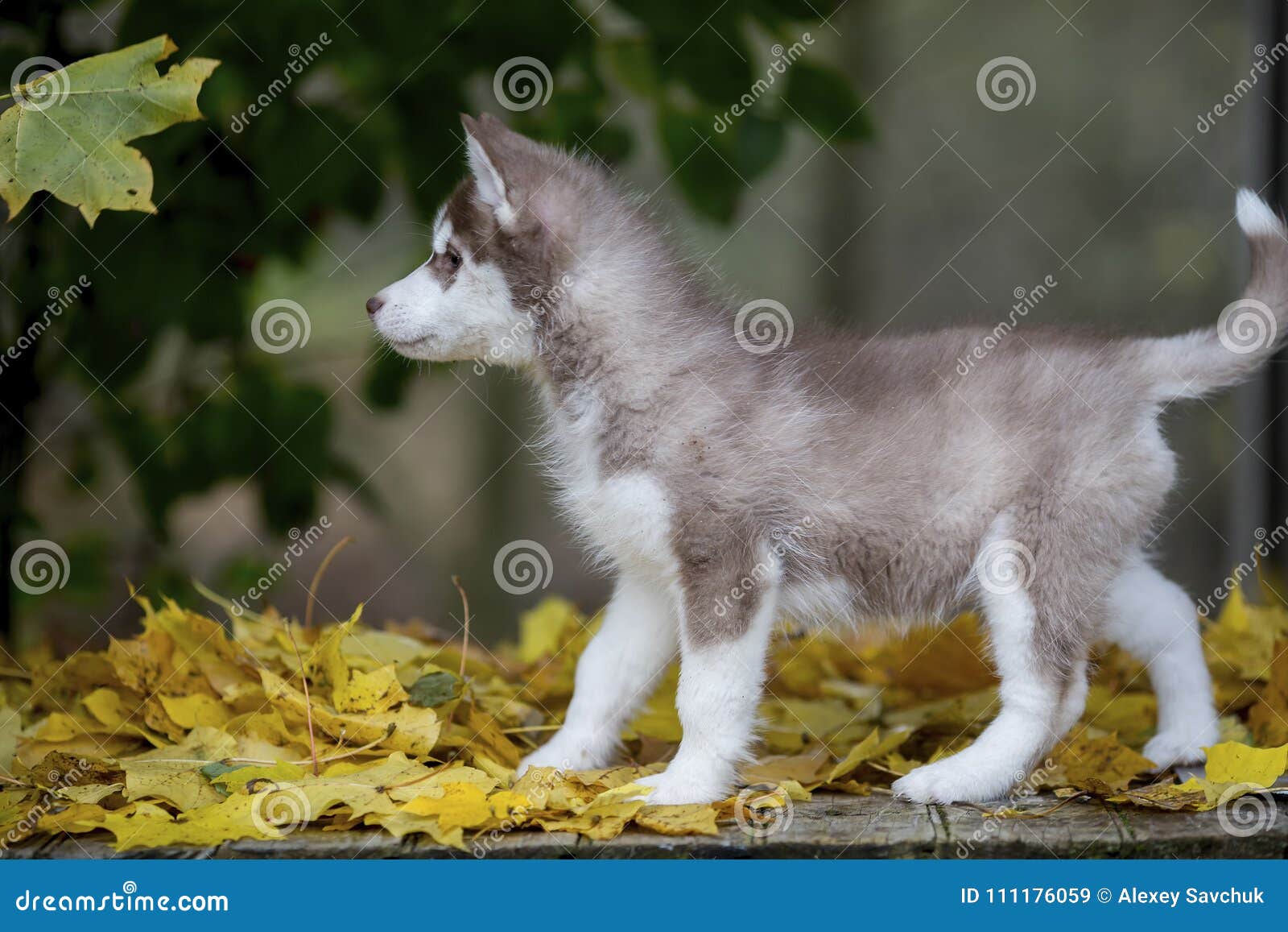 Cute Fluffy Husky Puppy Standing in Yellow Autumn Leaves Stock ...