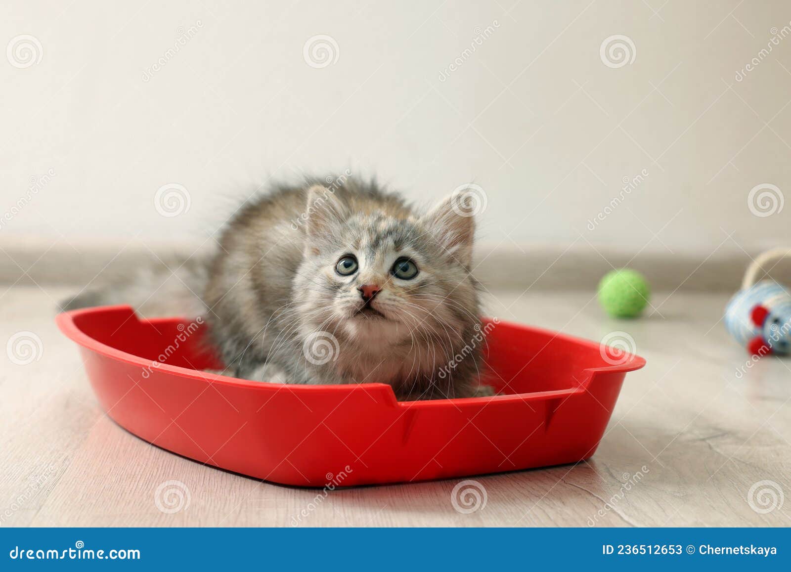 Cute Fluffy Kitten in Litter Box at Home Stock Image Image of