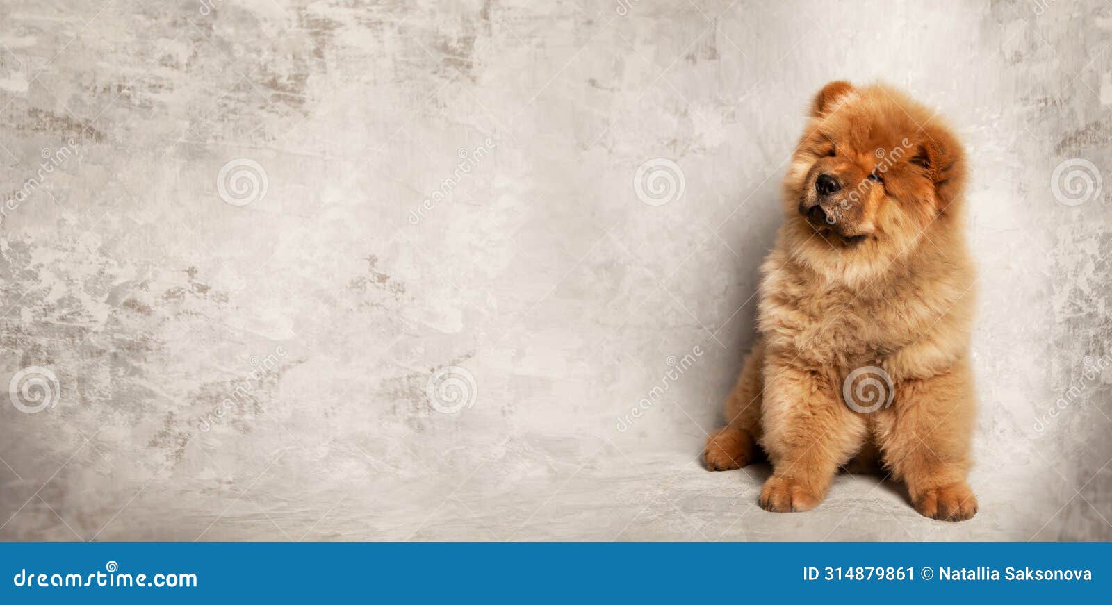 Gray chow chow puppy hotsell