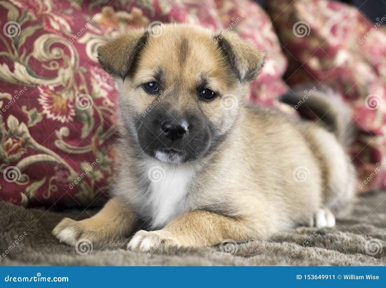 shepherd mix puppies