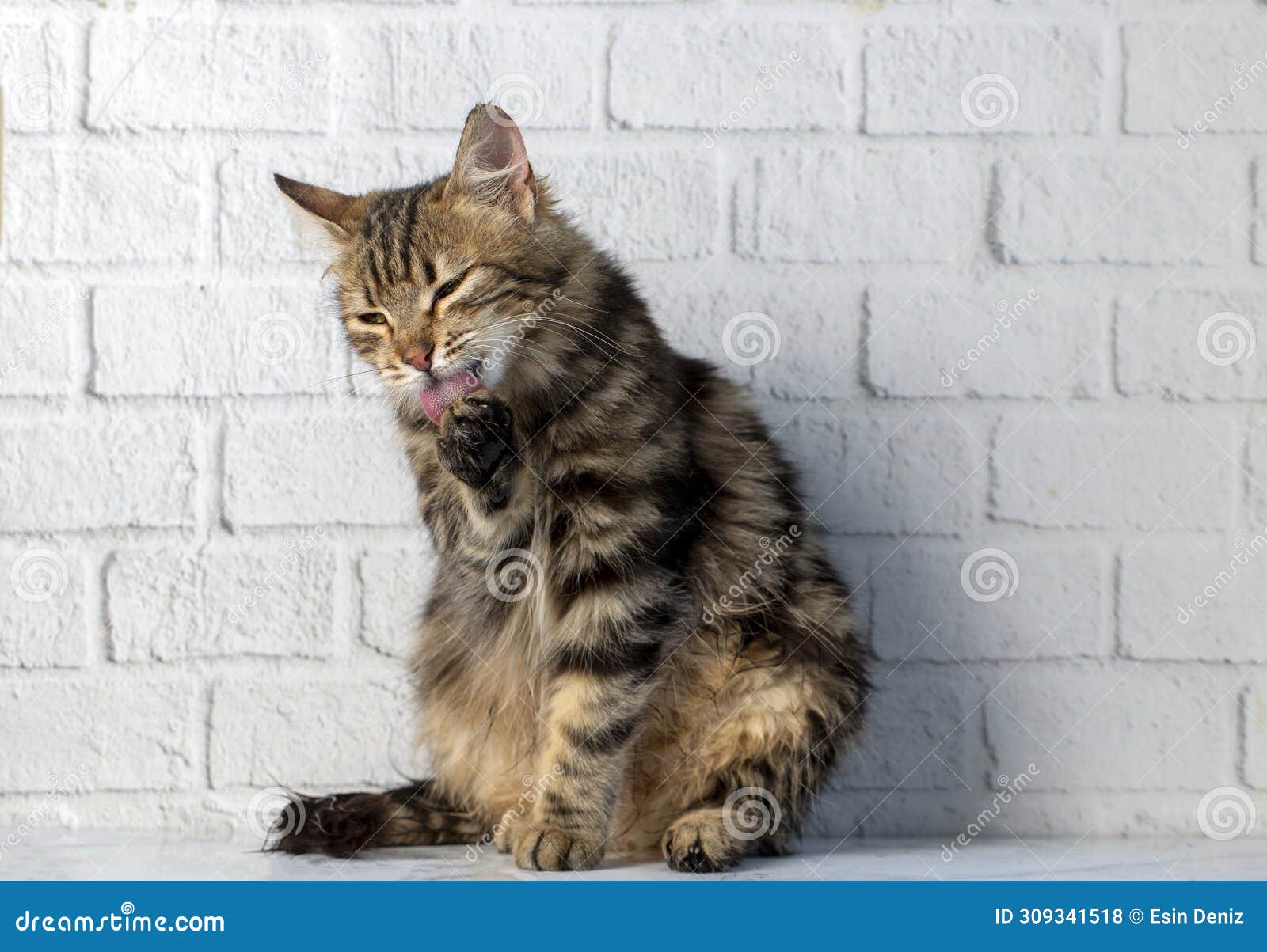 Cute Fluffy Tabby Cat is Licked Clean Stock Photo Image of mammal