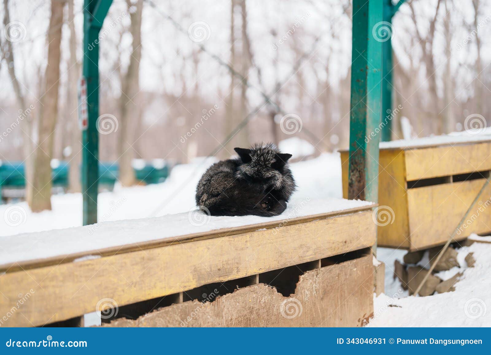 cute fox on snow in winter season at zao fox village, miyagi prefecture, japan. landmark and popular for tourists attraction near