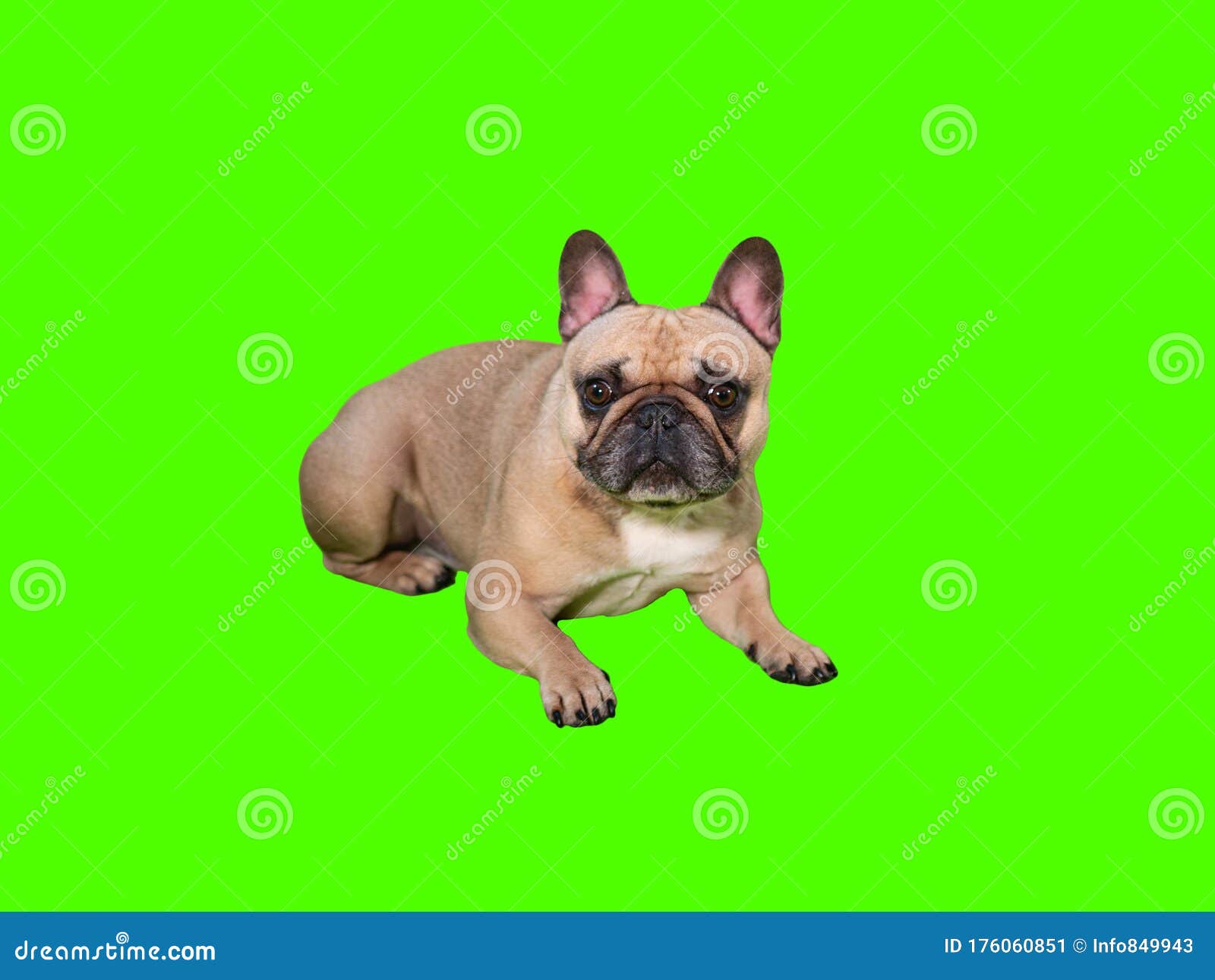 Xem chú chó corgi Pháp đáng yêu nằm trên nền xanh chroma key để truyền tải cho bạn tầm quan trọng của tình yêu và sự đáng yêu. Bức ảnh sẽ làm bạn cảm thấy như đang ôm chú chó vô cùng đáng yêu này.