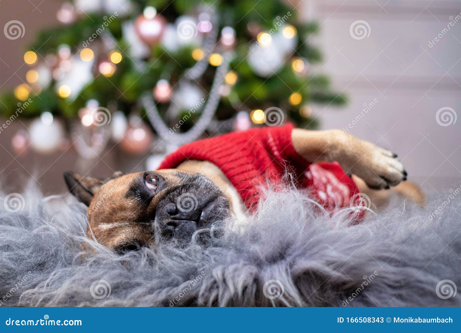 Cute French Bulldog Dog Wearing A Red Knitted Christmas