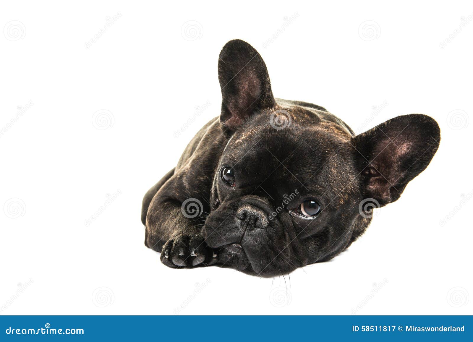 Cute French Bulldog Lying Down Stock Image Image of