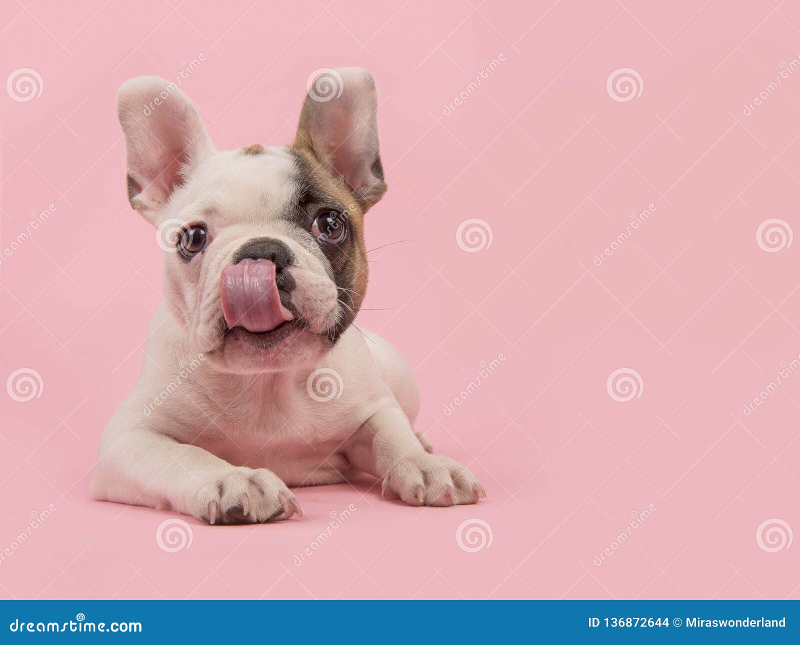 French Bulldog Puppy Lying Down On A Pink Background