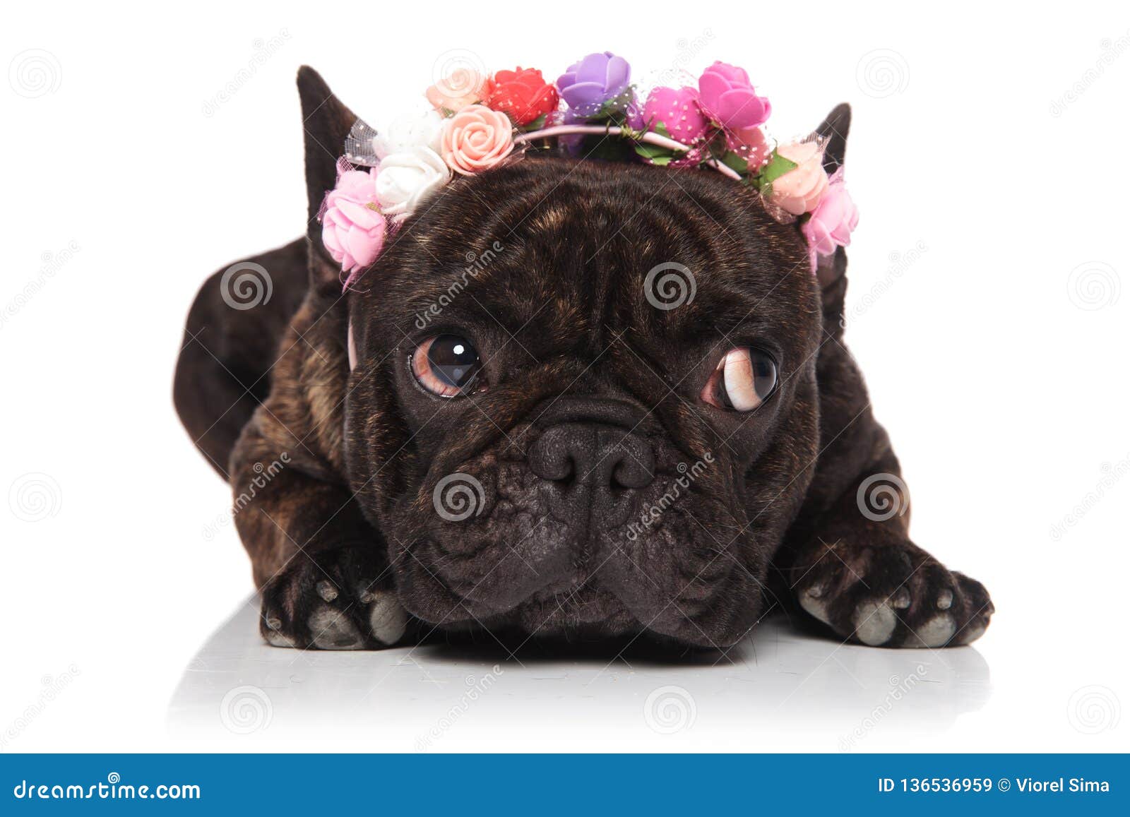 Cute French Bulldog Wearing Colorful Flowers Headband Looks To Side ...
