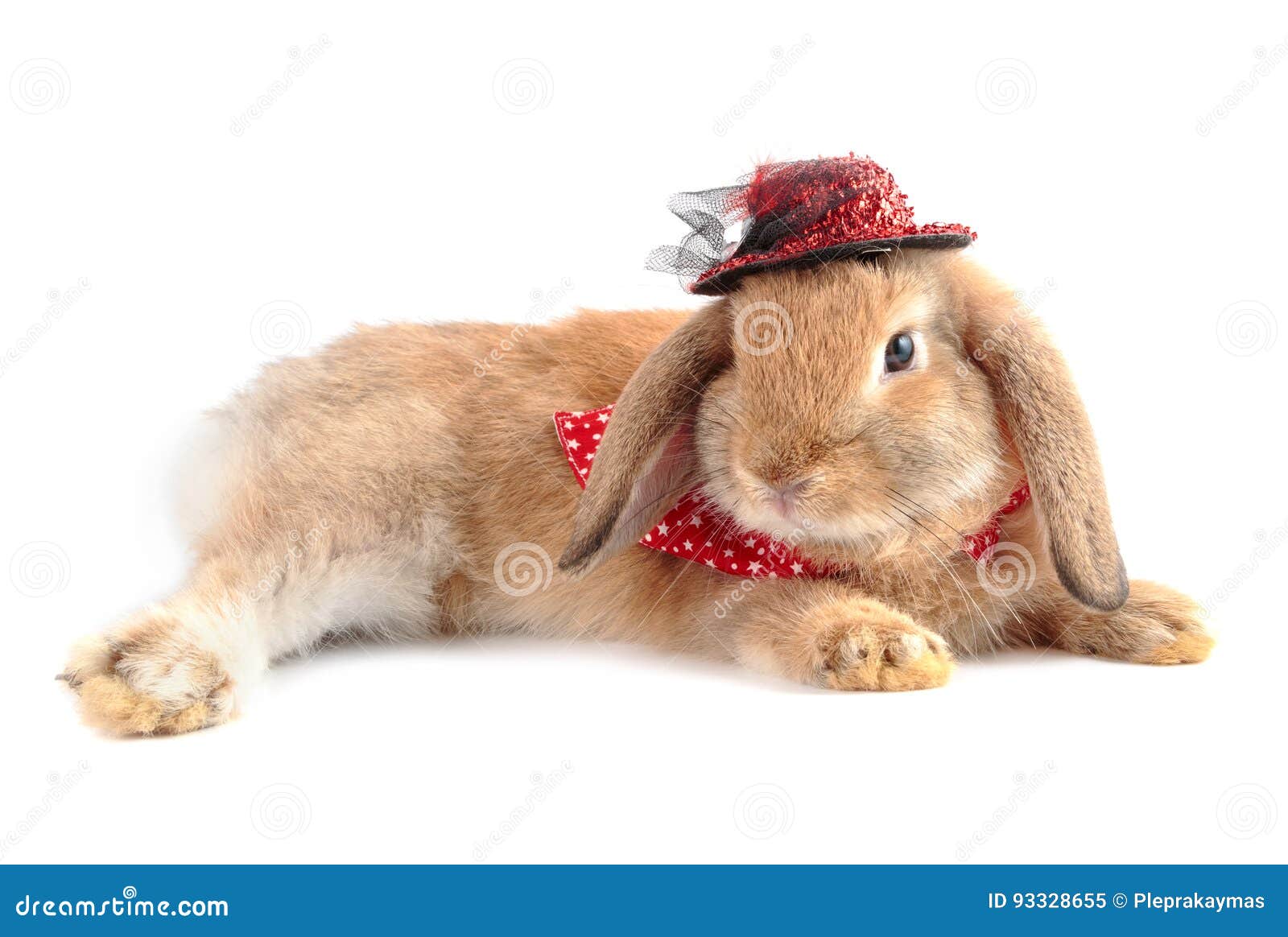 white french lop