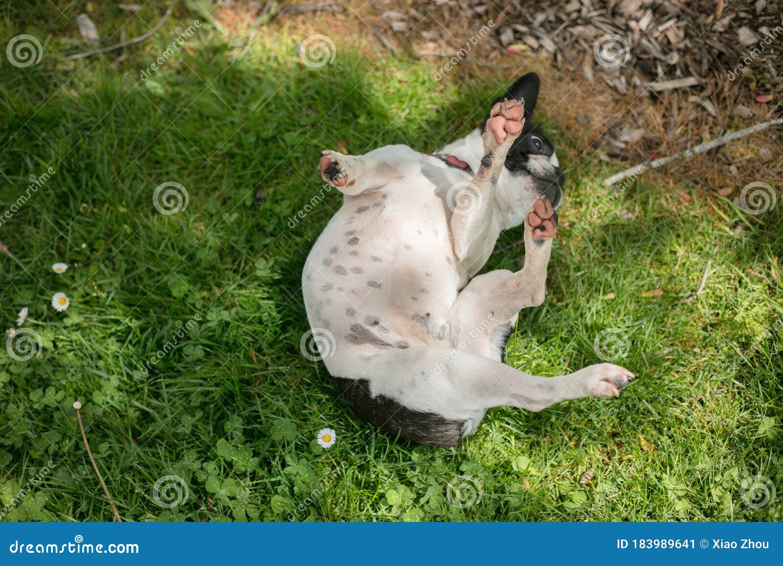 Cute Frenchbull and Boston Terrier Mix Dog Stock Image - Image of ...