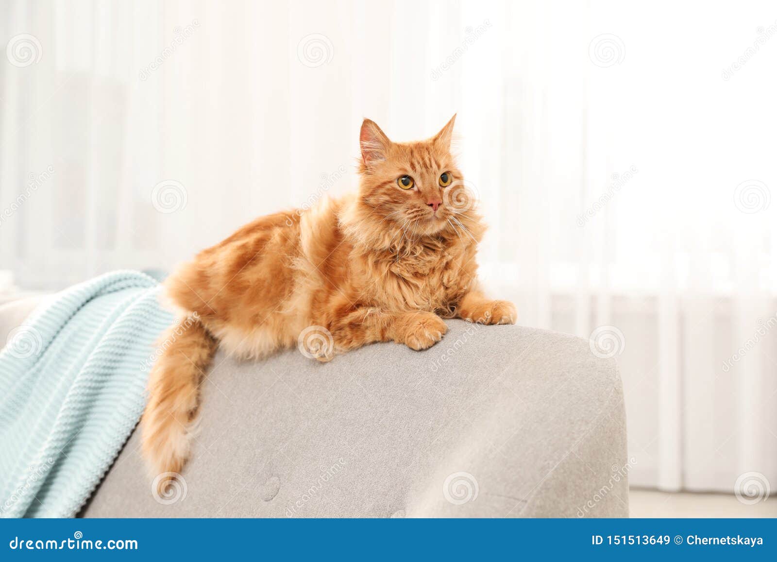 Two Cute Friendly Dachshunds Lie Side By Side Covered With Warm Blanket