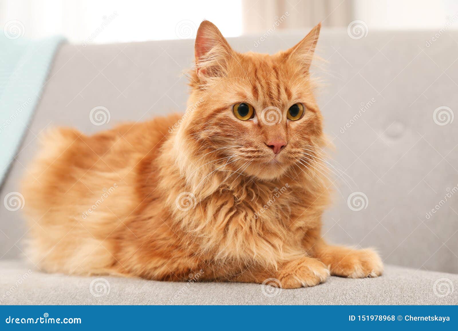 Two Cute Friendly Dachshunds Lie Side By Side Covered With Warm Blanket