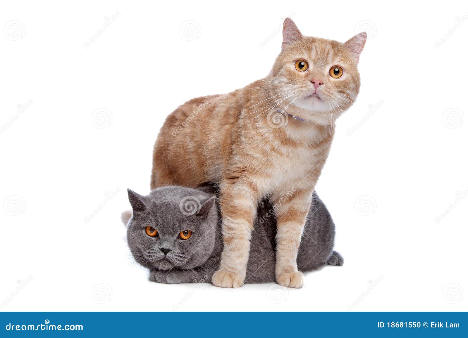Cute friendly cats stock photo. Image of lovable, colours 18681550