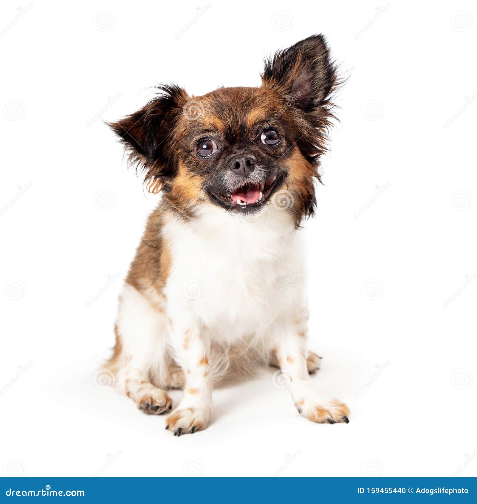 Cute Happy Small Papillon Mix Dog Stock - of breed: 159455440