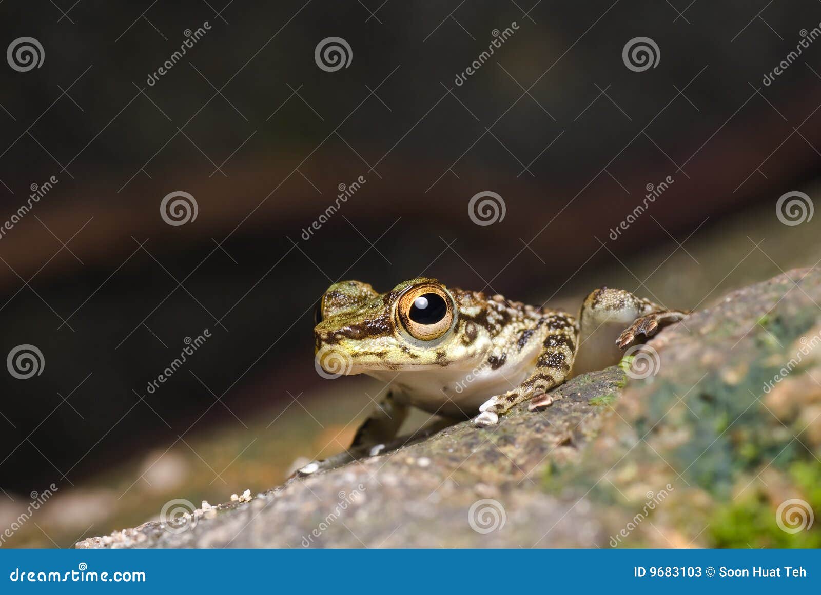 129 Bass Frog Stock Photos - Free & Royalty-Free Stock Photos from  Dreamstime