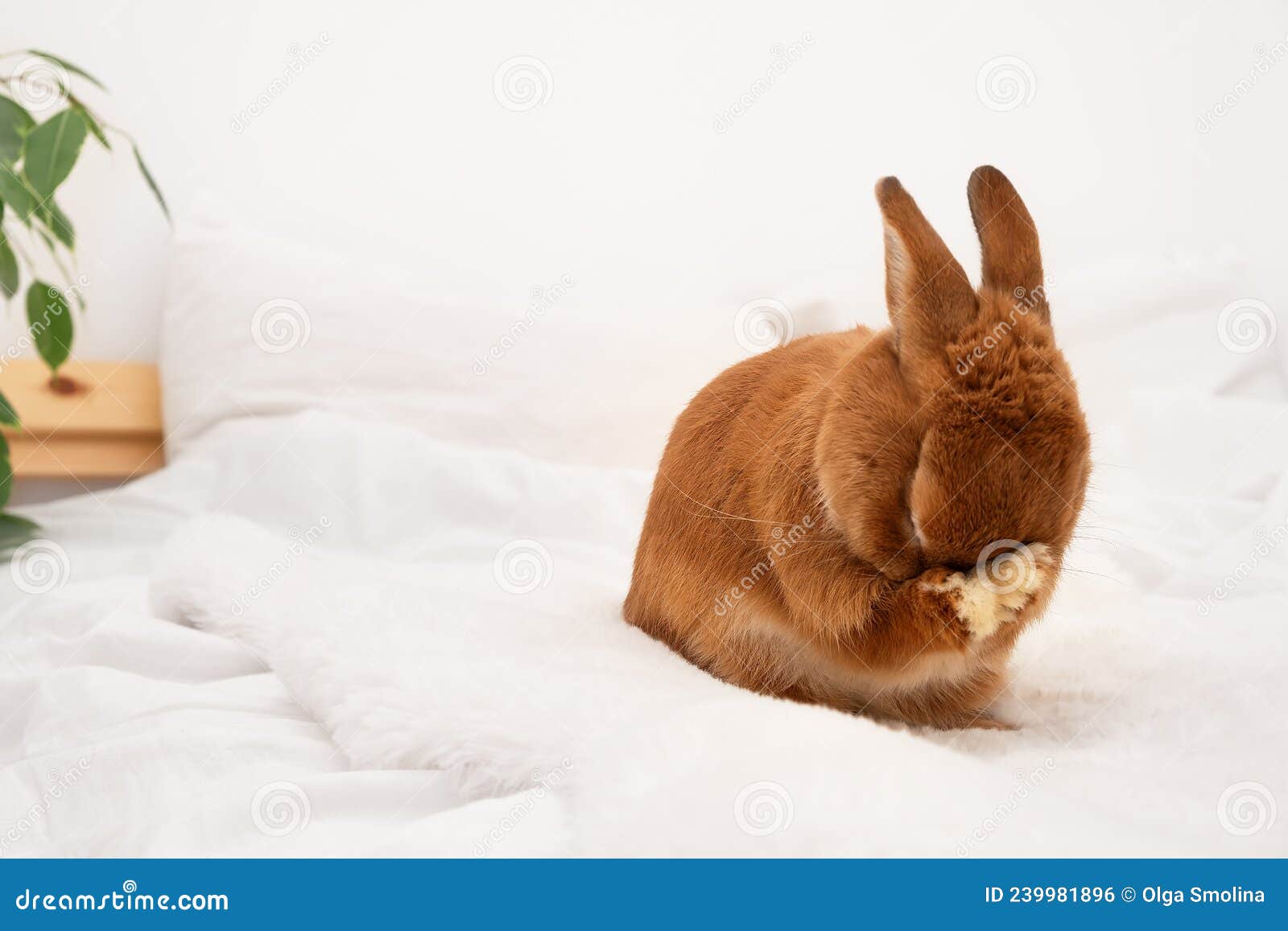 How to Handle a Skittish Rabbit During Grooming: Expert Tips