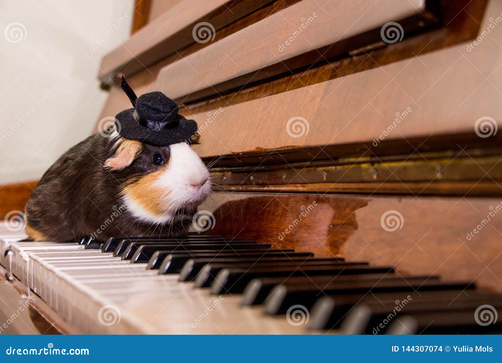 Cute Funny Dog Playing the Piano Stock Photo - Image of happy