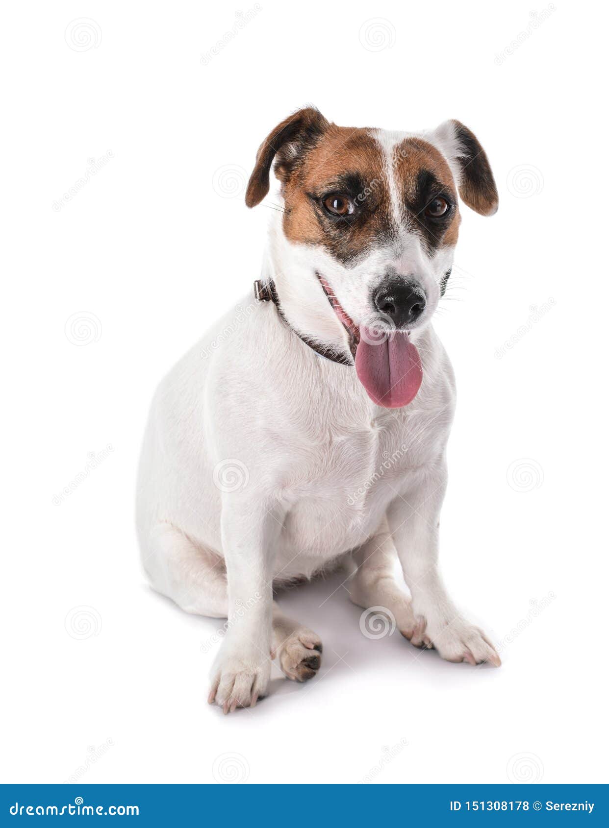Cute Funny Dog on White Background Stock Photo Image of sitting