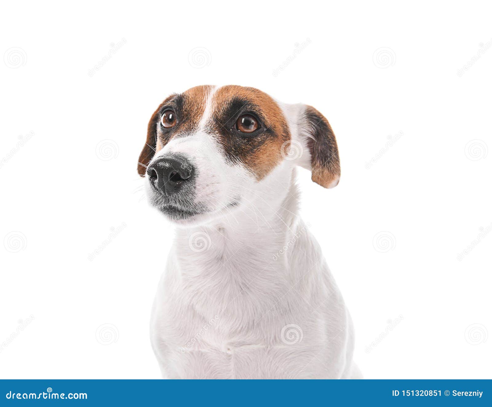 Cute Funny Dog on White Background Stock Image Image of animal, doggy