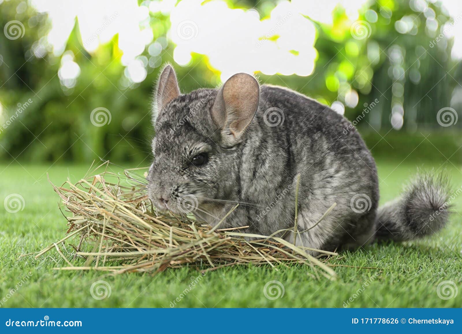 cute funny grey chinchilla with hay on grass