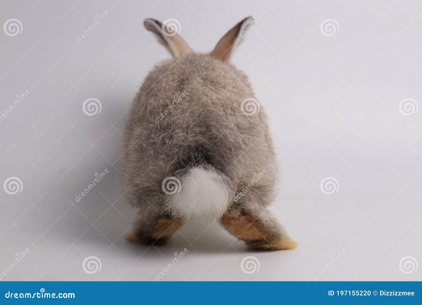 Ass rice bunny RiceBunny's Profile