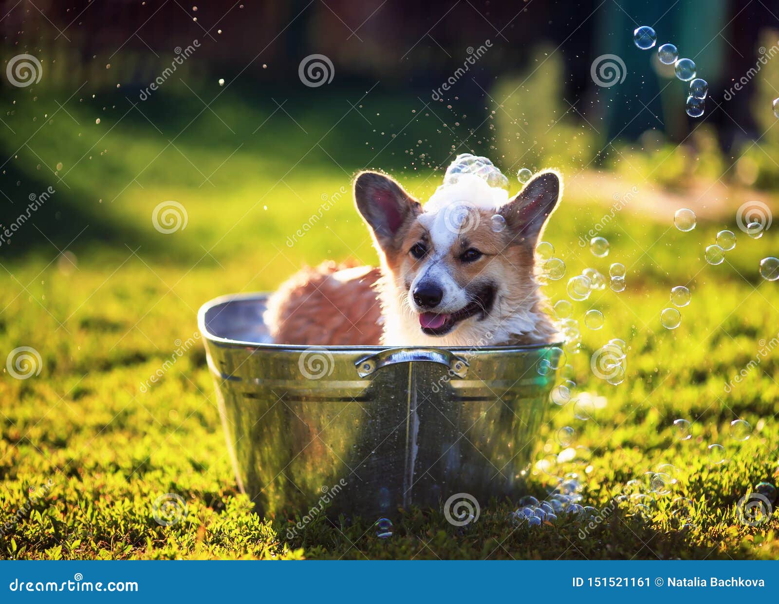 Cute Funny Puppy Dog Standing in a Metal Basin, is Cooled, Washed on ...