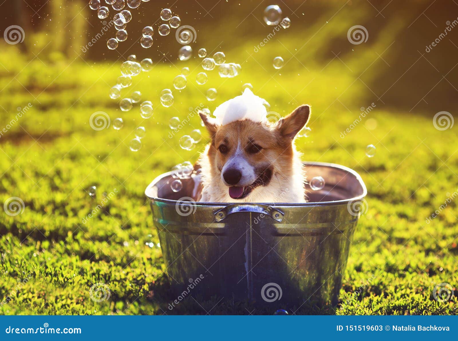Cute Funny Puppy Dog Standing in a Metal Basin Washed on the Street in ...