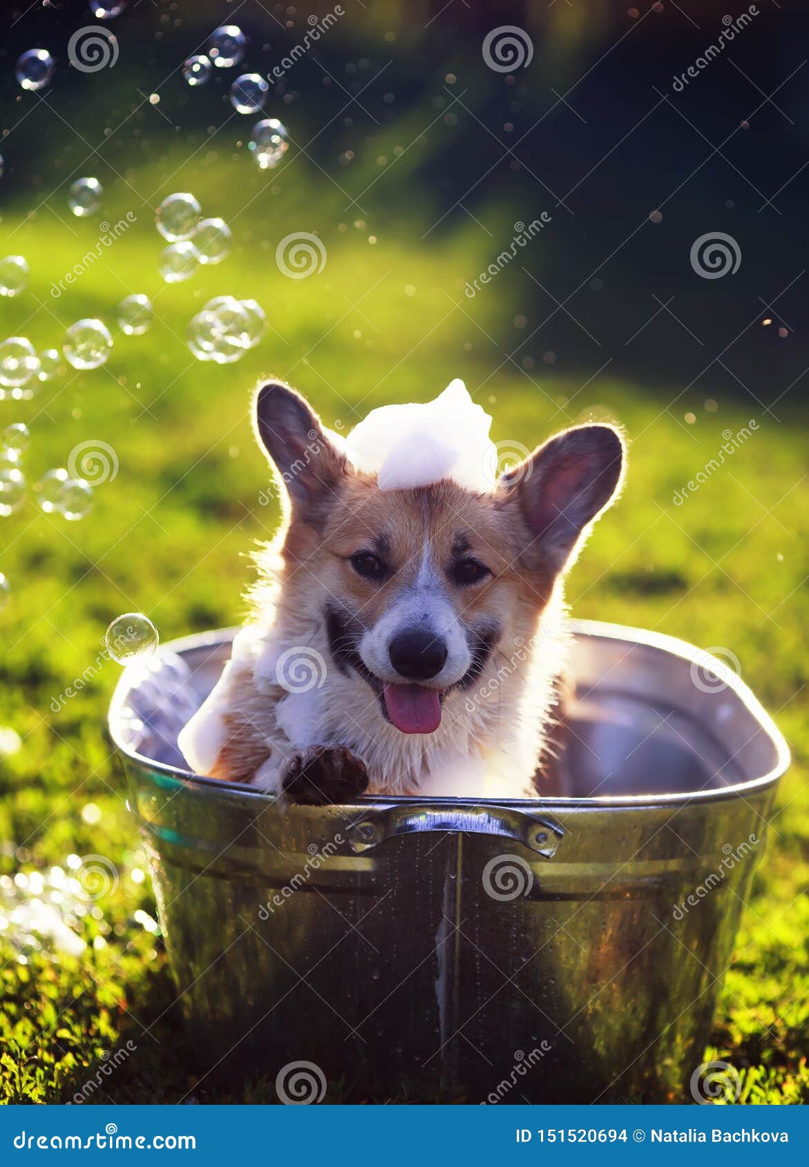 Cute Funny Puppy Dog Standing in a Metal T, is Cooled, Washed on the ...
