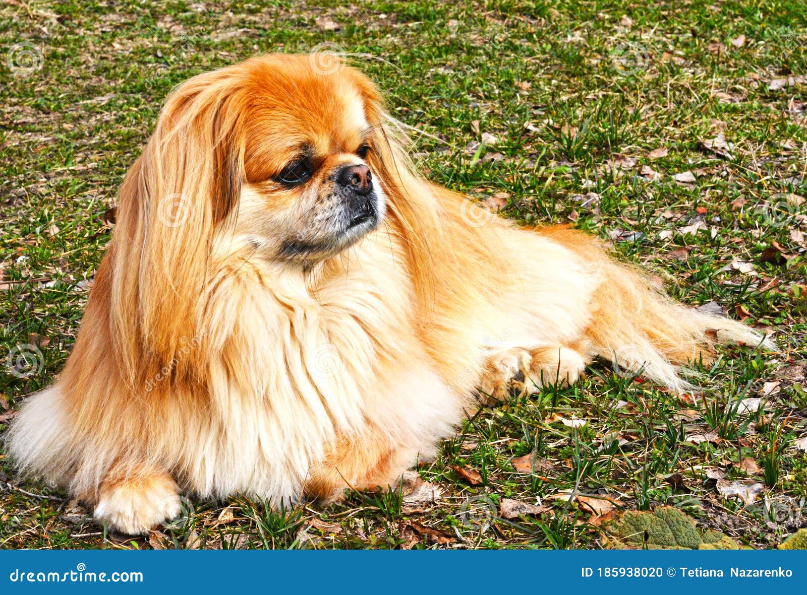 can a japanese chin and a pekingese be friends