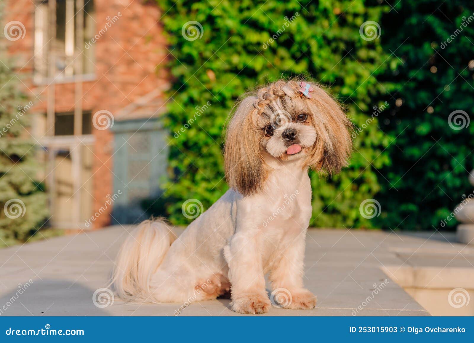 Funny grooming sales
