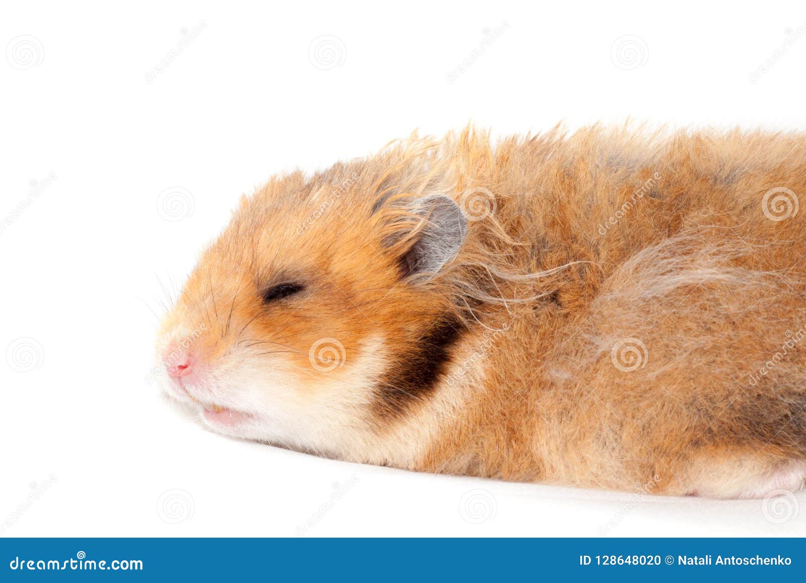 Cute Funny Syrian Fluffy Hamster Lies and Sleeps Stock Photo - Image of  funny, hamster: 128648020