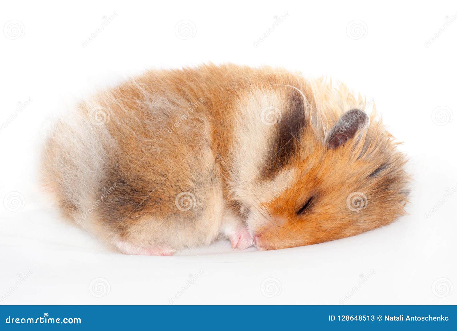 Cute Funny Syrian Fluffy Hamster Lies and Sleeps Stock Image - Image of  animal, forage: 128648513