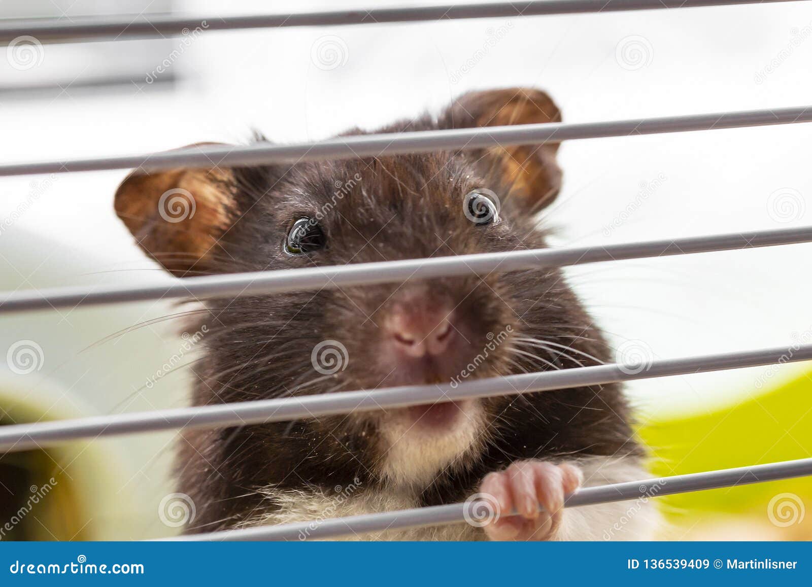 Cute funny Syrian hamster stock image. Image of grey - 136539409 Cute funny Syrian hamster stock image. Image of grey - 136539409