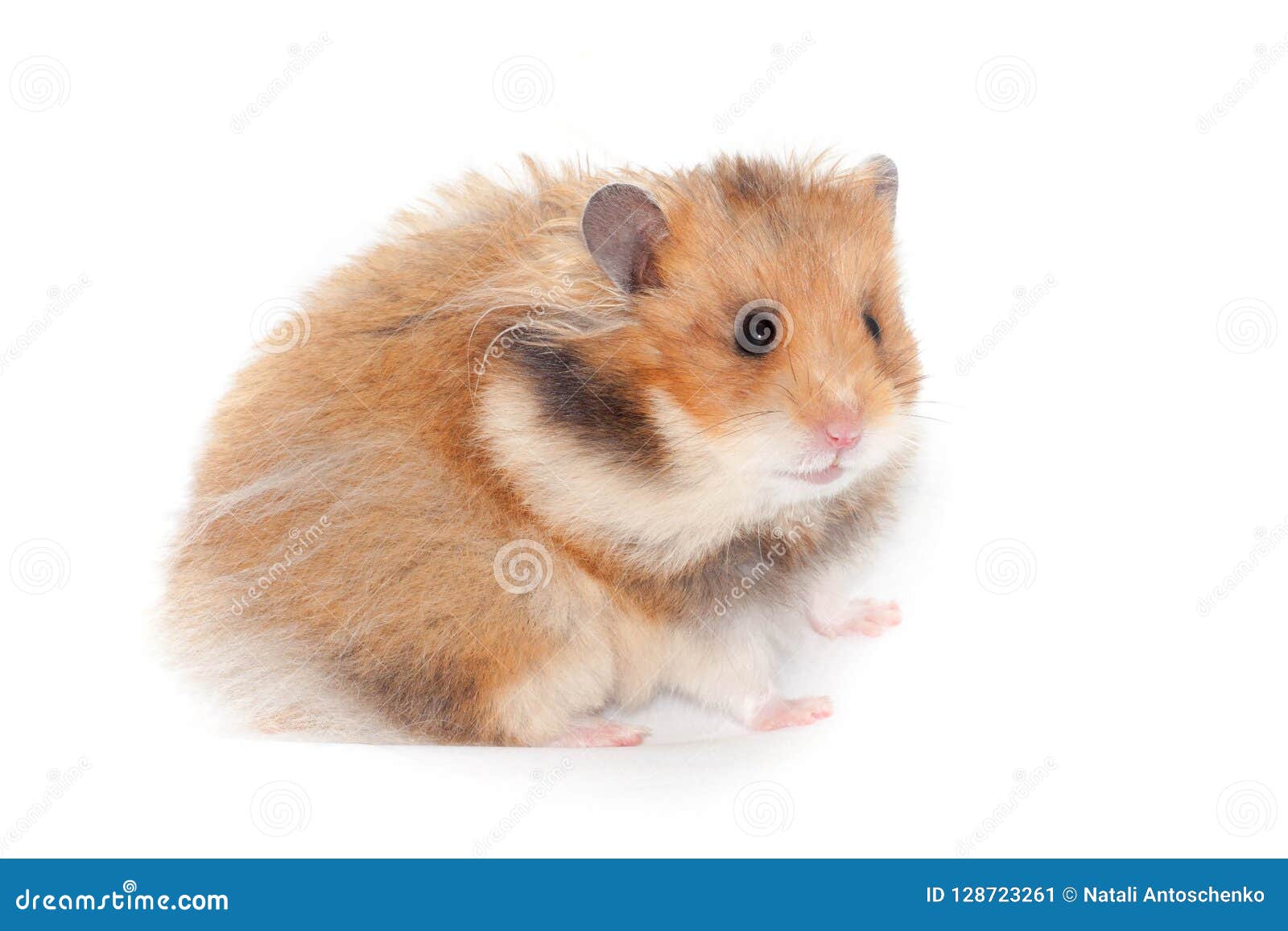 Cute Funny Syrian Hamster. Isolated, White Background Stock Image - Image of ears, portrait: 128723261 Cute Funny Syrian Hamster. Isolated, White Background Stock Image - Image of ears, portrait: 128723261