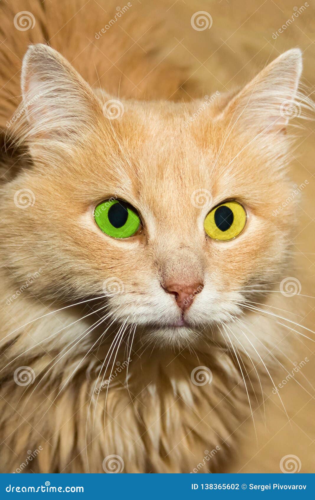 Cute Furry Cat Orange with Bright Big Eyes Yellow Green Contrast Portrait of a Pet Close-up Stock Photo - Image of head, color: 138365602 Cute Furry Cat Orange with Bright Big Eyes Yellow Green Contrast Portrait of a Pet Close-up Stock Photo - Image of head, color: 138365602