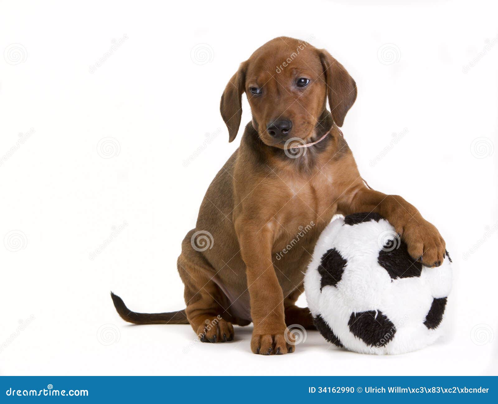 are soccer balls safe for dogs