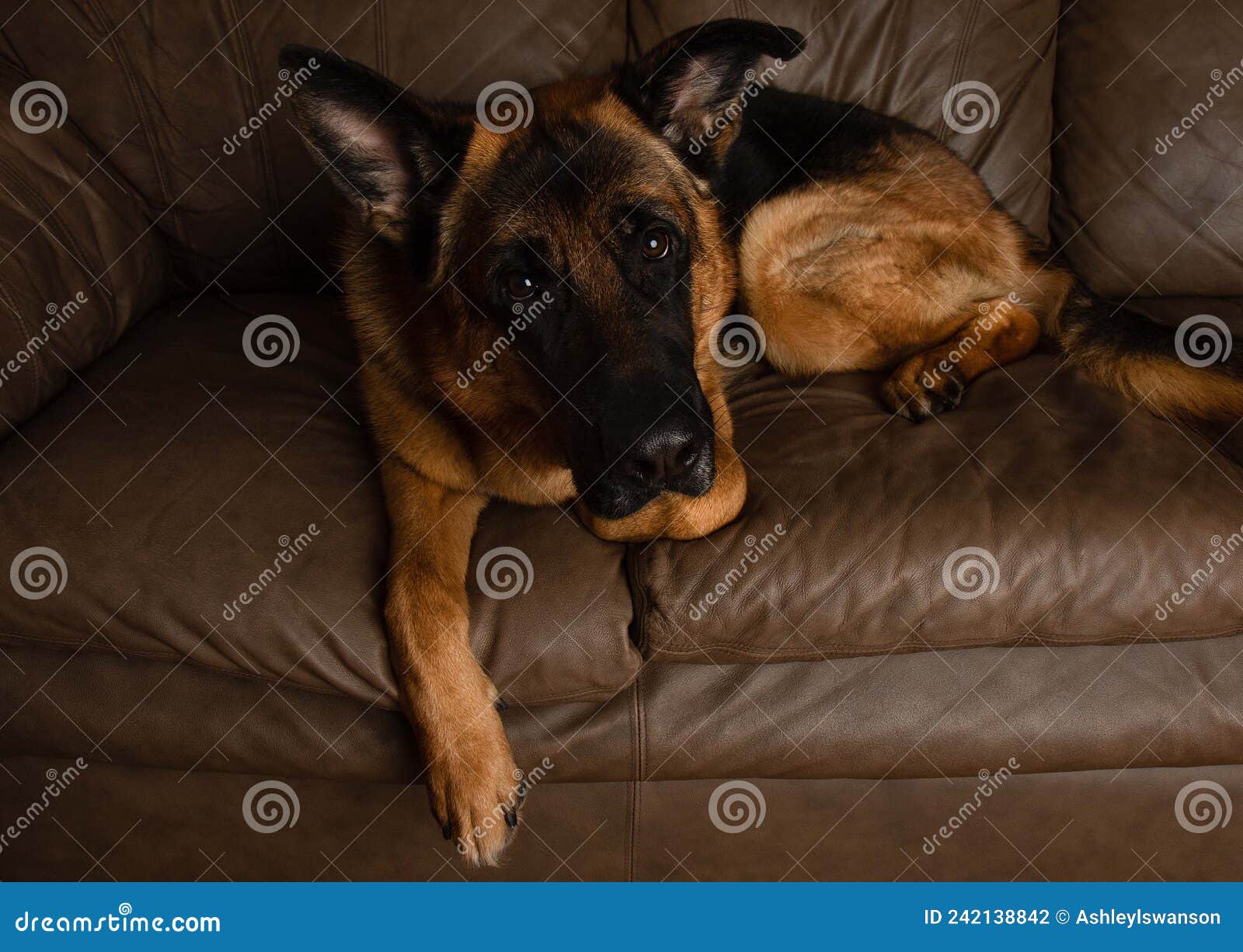 Cute German Shepherd Lying on the Couch Puppy Eyes Stock Photo Image
