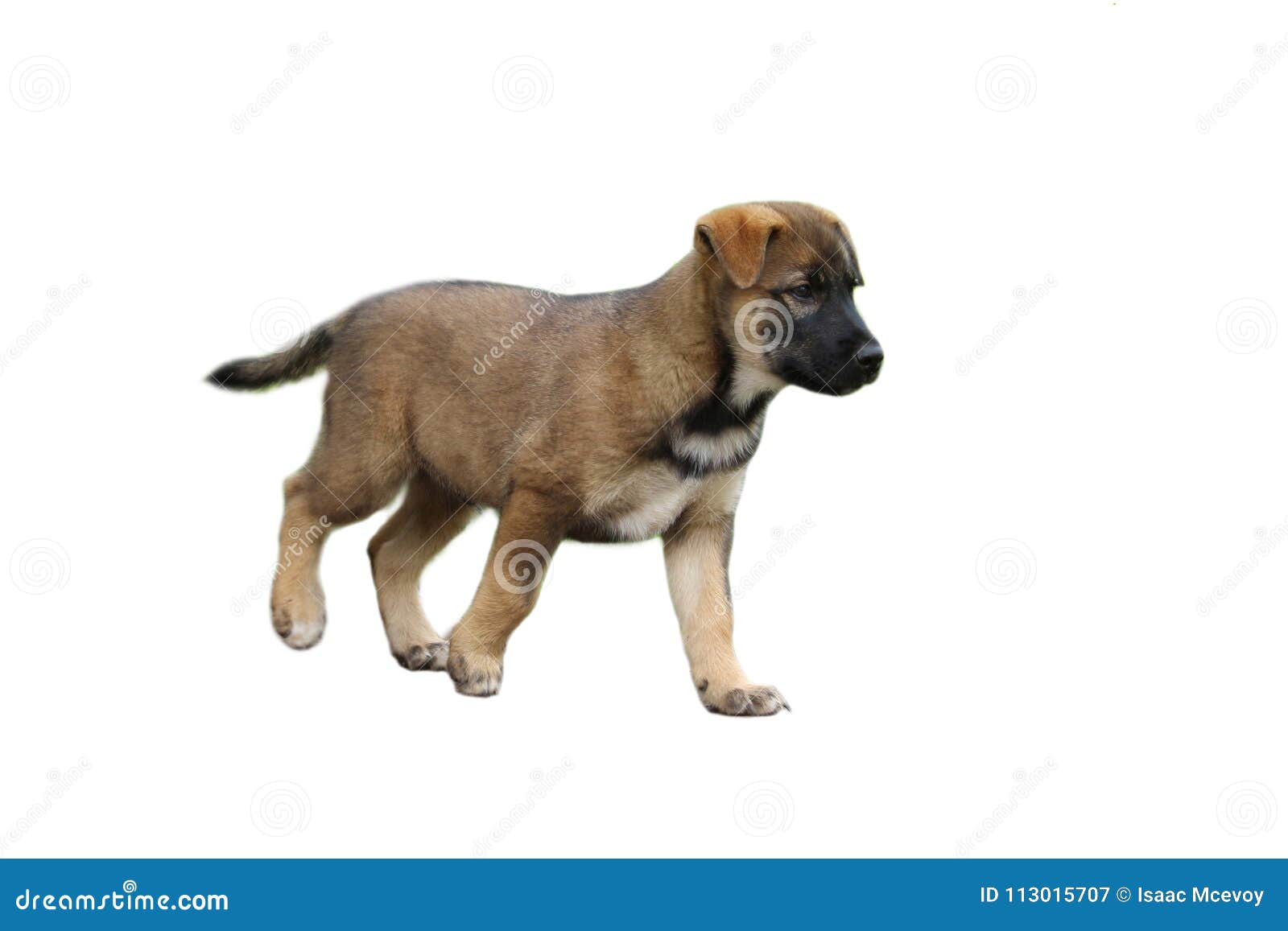 Droll Cute Puppies German Shepherd Mix