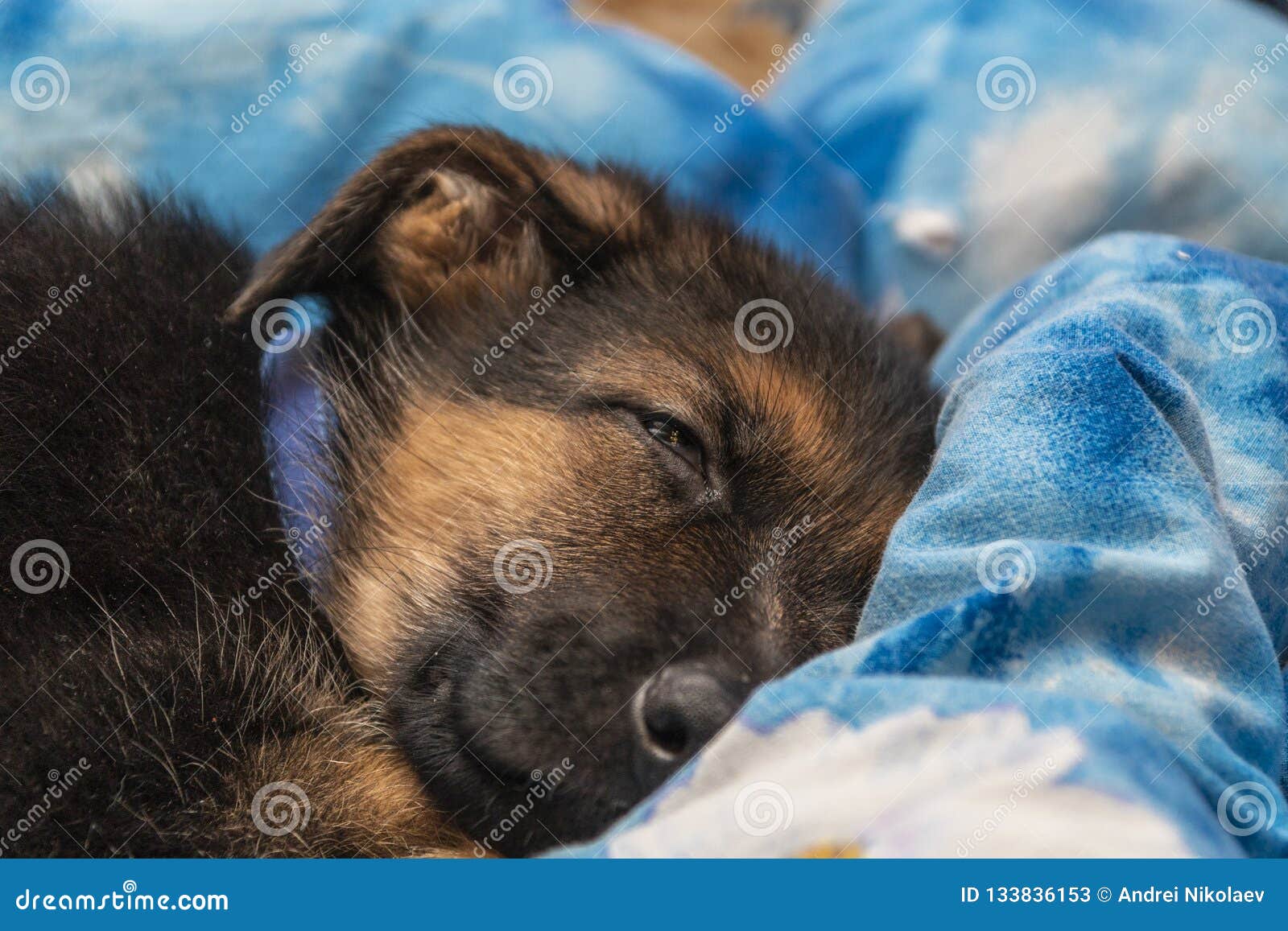 Cute German Shepherd Puppy in the House Stock Image - Image of ...